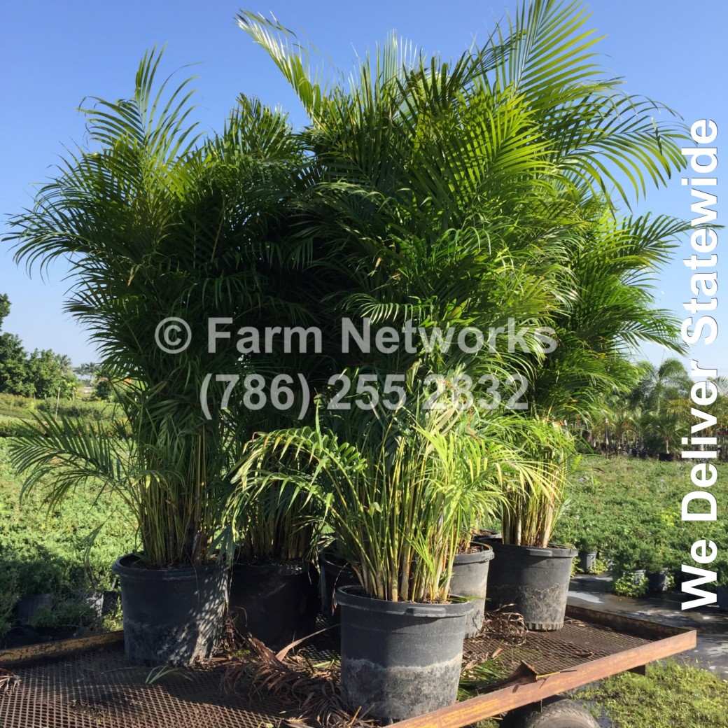 15-Gallon Areca Palm-Broward, FL