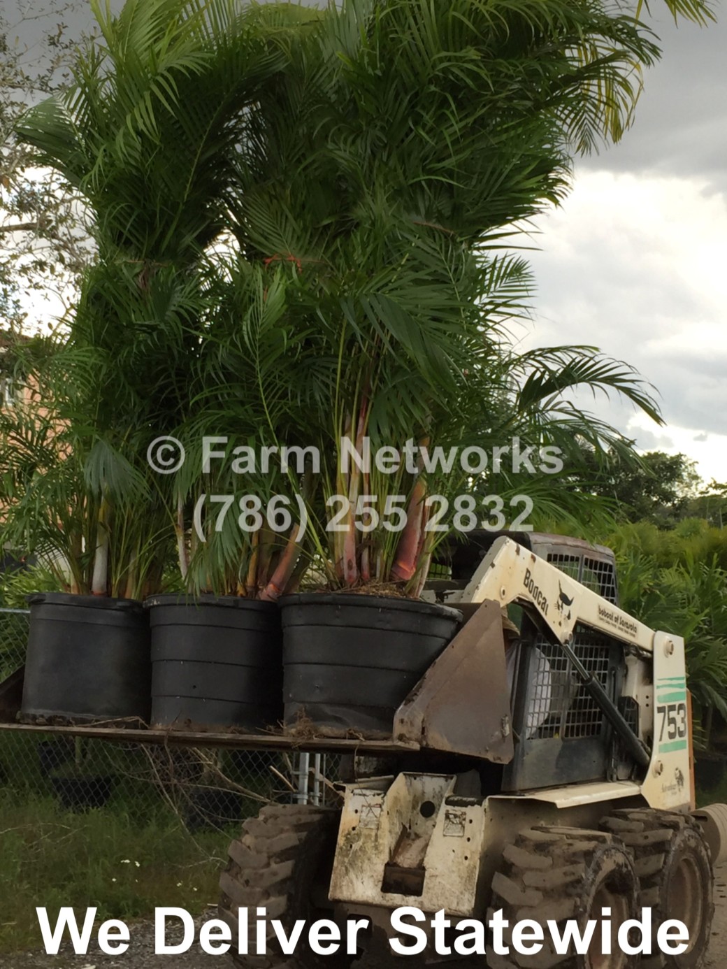 45-Gallon Areca Palm-Homestead