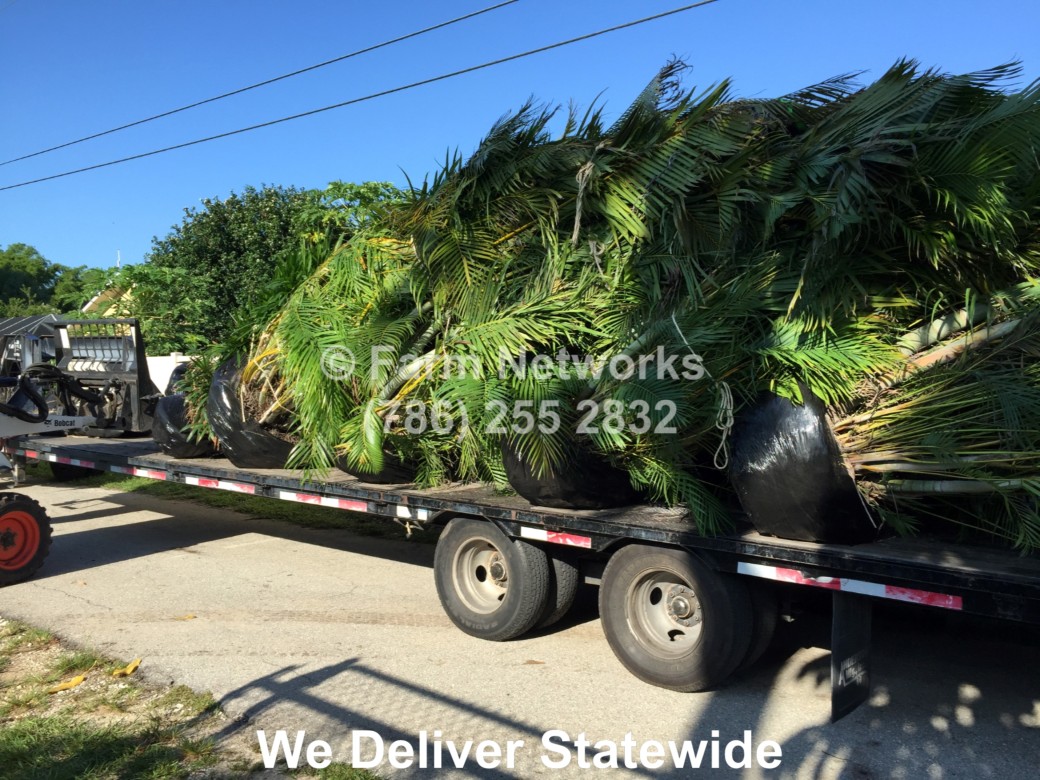 Field Grown Areca Palm-Naples, FL